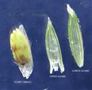 Pedicelled spikelet - Parts